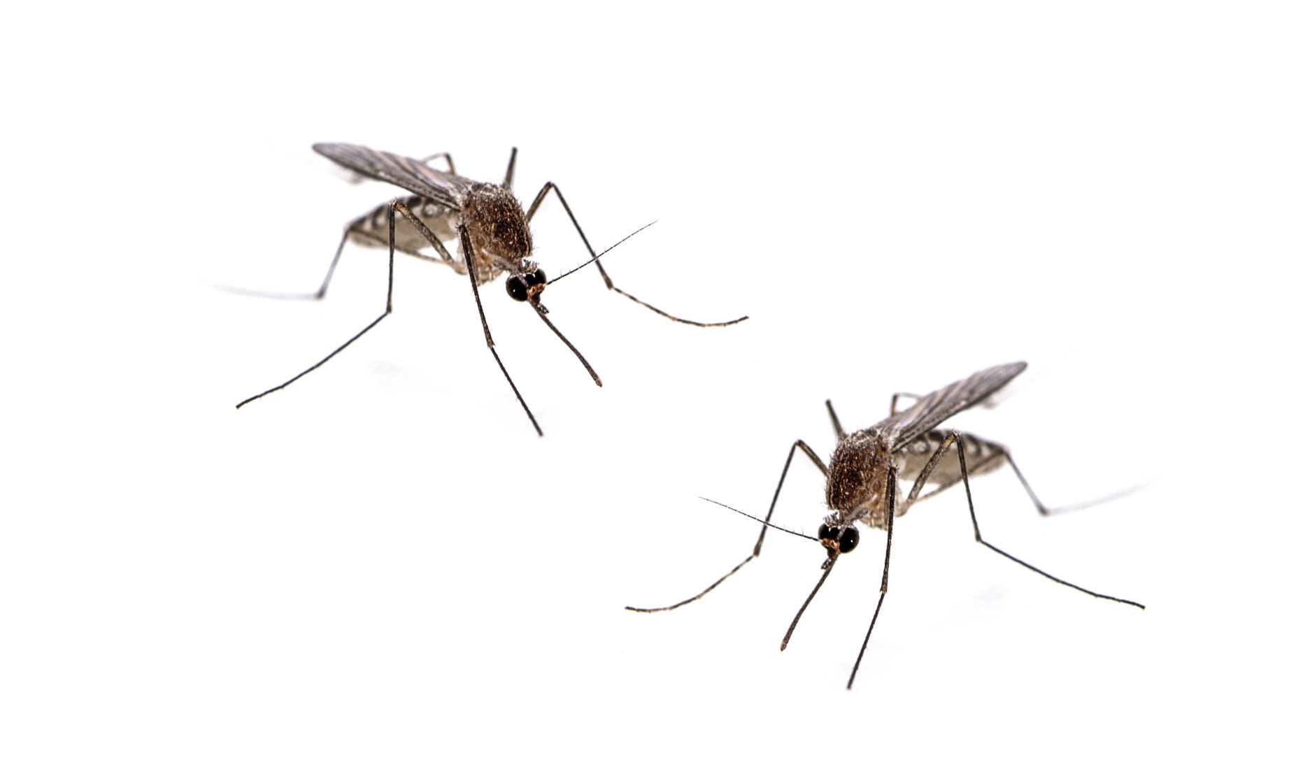 Mosquito Dangerous An Isolated On White Background
